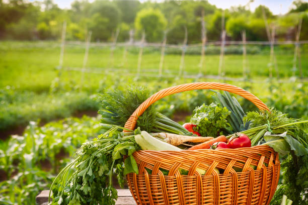 istock Fresh organic vegetable basket 972538152
