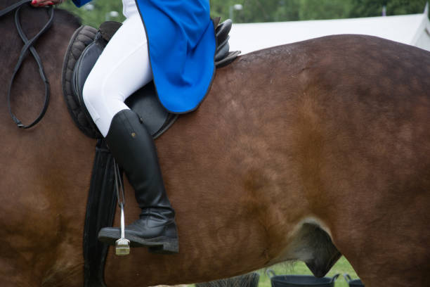istock Dressage close up 972538558