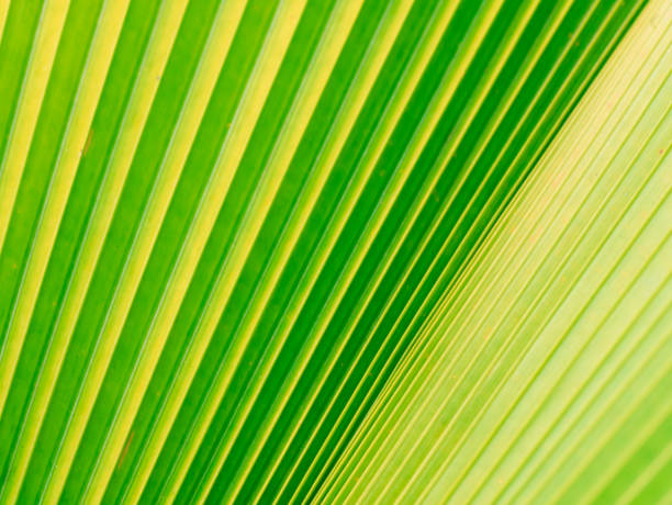 istock texture of palm leaves for background 972538960