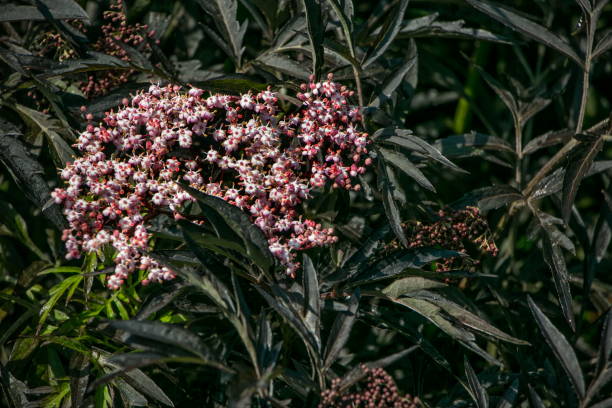 Sambucus nigra "Black lace" Blooming pink flowers of Sambucus nigra "Black lace" (elderberry), famous for its purple-black foliage sambucus nigra stock pictures, royalty-free photos & images