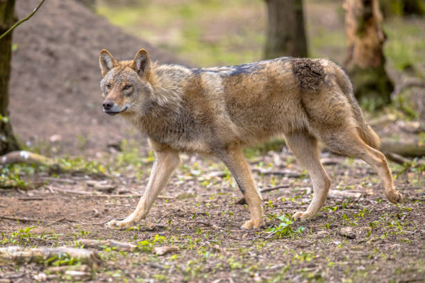 istock Wolf walking in european  forest habitat 972544920