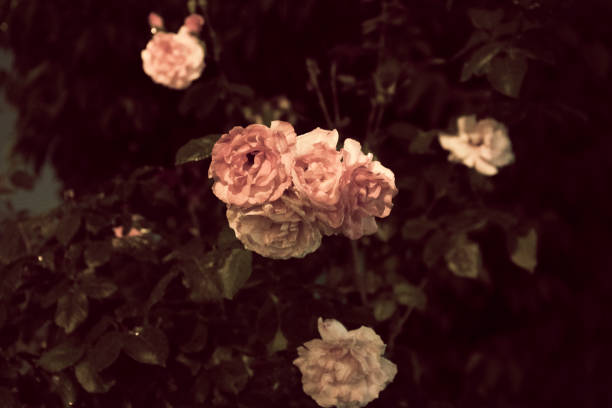 istock Wet pink roses 972545212