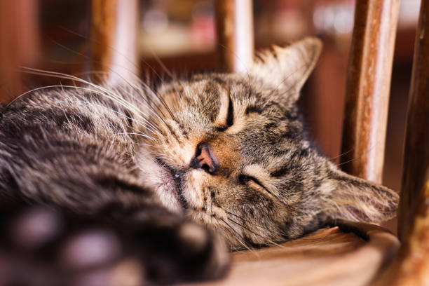 istock The cat sleep on the chair 972547652