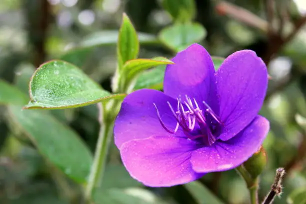 A beautiful purple flower with tiny dewdrops on it.
