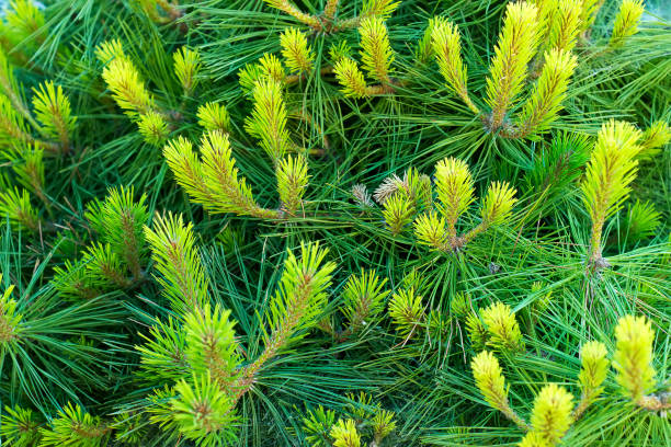 foto sfondo naturale ramo abete rosso verde - flower bed plant spring selective focus foto e immagini stock