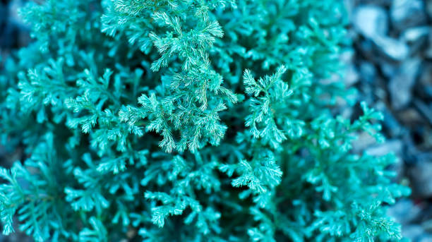istock Photos natural background branch blue spruce 972550952