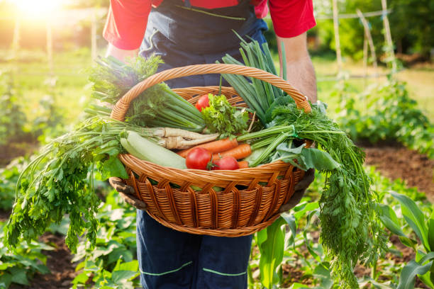 istock Mixed organic vegetable in wicker basket 972560062