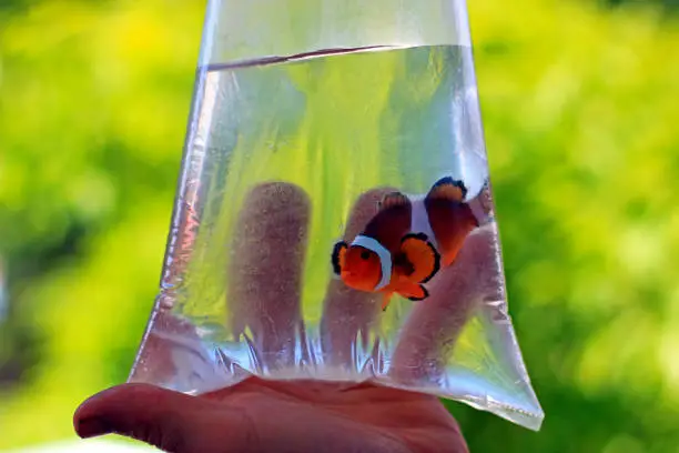 Photo of Ocellaris clownfish in the bag is ready to be transported to new home