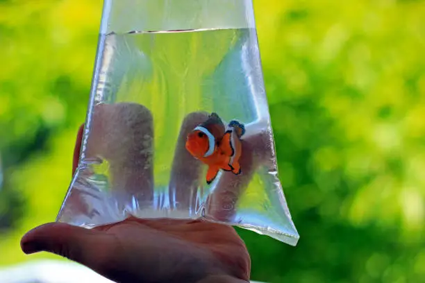 Photo of Ocellaris clownfish in the bag is ready to be transported to new home