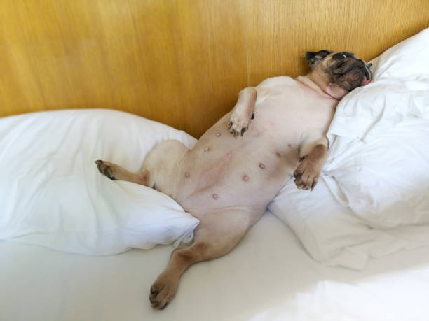 istock Pug dog having a relaxing siesta in bed room 972563110