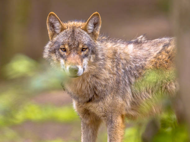 Wolf peeking through leaves in a forest European grey Wolf (Canis lupus) peeking throug leaves vegetation in natural forest habitat looking looking for prey, eye contact eurasia stock pictures, royalty-free photos & images