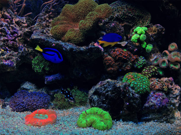 istock Coral reef aquarium tank 972563374