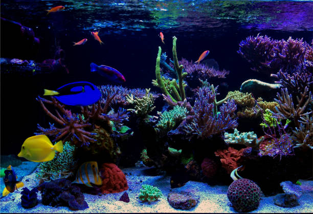 istock Coral reef aquarium tank 972563380