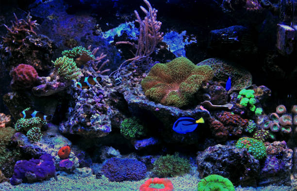 istock Coral reef aquarium tank 972563382