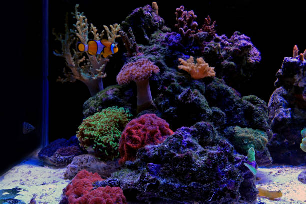 istock Coral reef aquarium tank 972563386