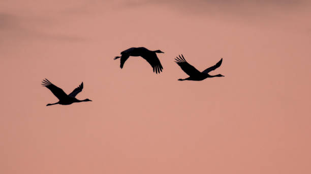 istock Three Migrating Eurasian Cranes against pink sky 972563524