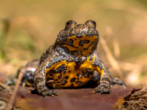 Yellow-bellied toad (Bombina variegata) in grass with blurred background