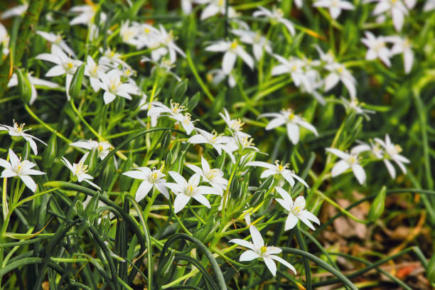 istock Little white forest flowers, beautiful summertime floral background, selective focus 972566434