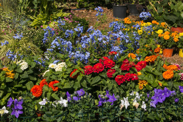 istock Beautiful garden with many colored flowers 972572898
