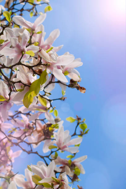 istock Magnolia flowers and blue sky. Flora. Beautiful spring. Place for text 972573076