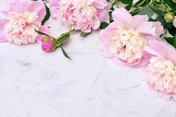 istock Pink peonies on white background. Holiday background, copy space, top view. 972576232