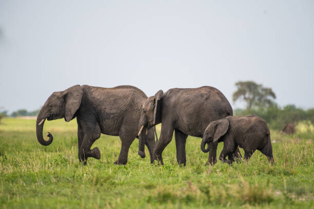 istock African elephants family 972578916