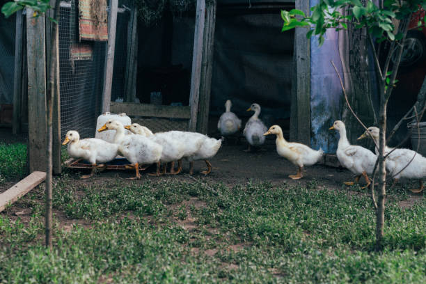 istock Many small domestic ducklings on the poultry yard 972579112