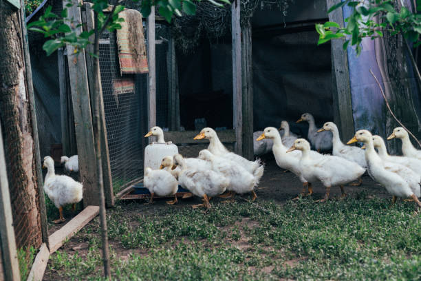 istock Many small domestic ducklings on the poultry yard 972579192