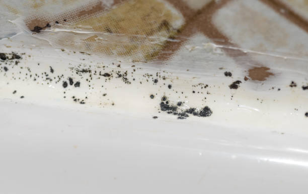 istock Mold in the bathroom. 972581898