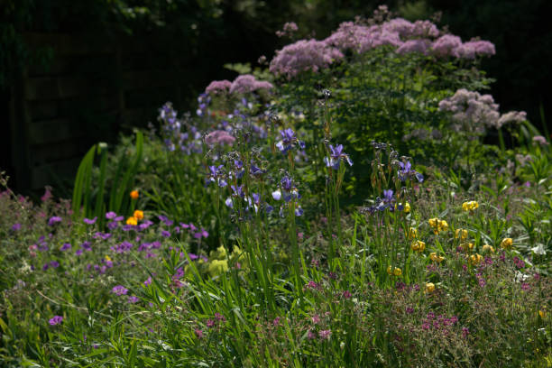 istock Country garden, herbaceous flowers 972584656