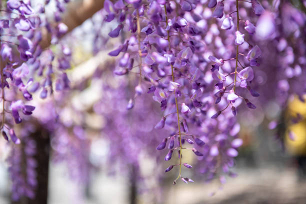 Landscape wisteria closeup view at a wisteria festival in Kyoto, Japan.