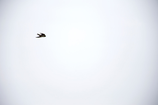 Swallow living and flying in black forest
