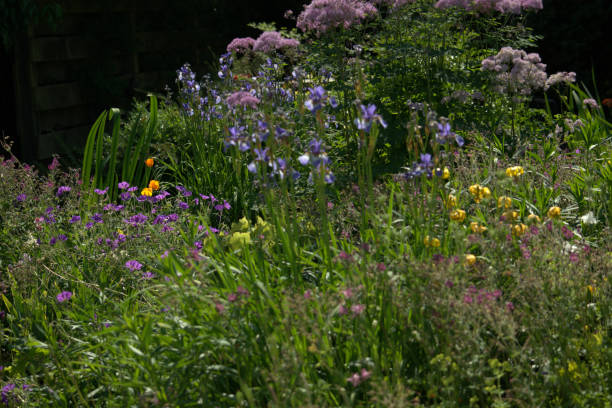 istock Country garden, herbaceous flowers 972584914