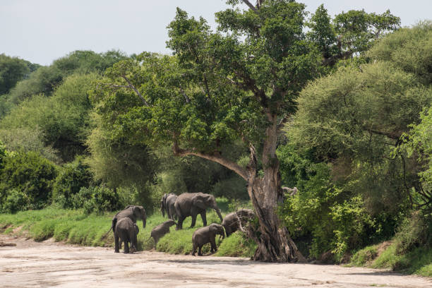 istock Elephants family 972585088