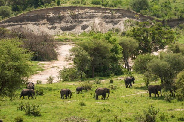 istock Dry river course and group of elephants 972587216