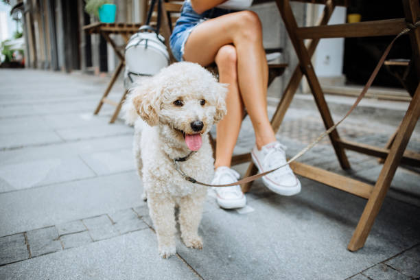 istock Dog enjoy in weekend walk 972587280