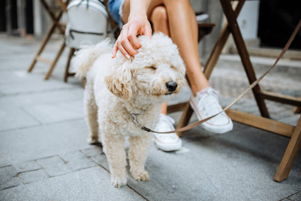 istock Dog enjoy in weekend walk 972587536
