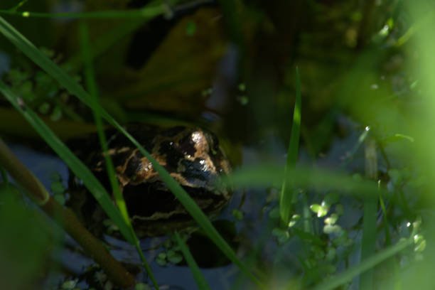 istock Frogs in a lily pond 972587736