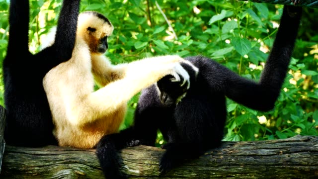 Lar Gibbon family taking care its cub.