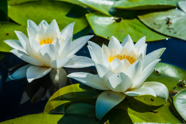 istock closeup white lilies on a summer lake 972590494