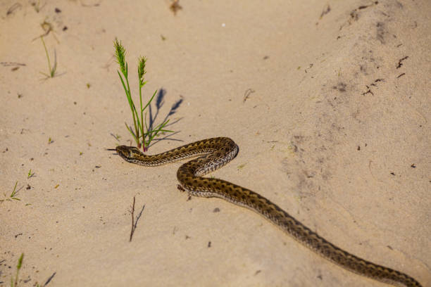 istock small closeup snake crawl by a sand 972590660
