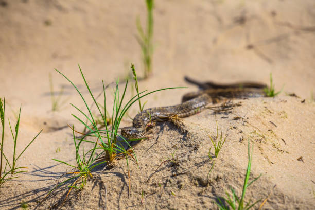istock small closeup snake crawl by a sand 972590668