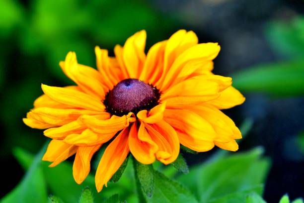 istock Rudbeckia /Black-eyed Susan 972593990