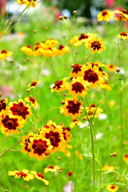 istock Rudbeckia /Black-eyed Susan 972594090