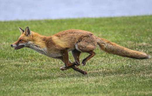 Fox running at Stokes Bay Gosport