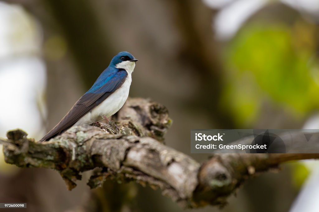 Single Blue Tree Swallow Perched on Branch Bird is in profile with available copy space. Animal Wildlife Stock Photo