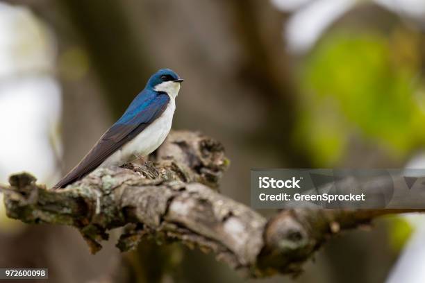 Single Blue Tree Swallow Perched On Branch Stock Photo - Download Image Now - Animal Wildlife, Animals In The Wild, Beauty