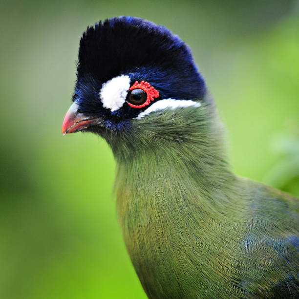 istock Knysna loerie 972600490