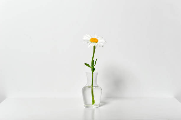 one chamomile flower in a vase on a table by the wall, white background