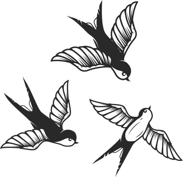 Set Of Hand Drawn Swallow Illustrations On White Background Design Elements  For Poster Card Stock Illustration - Download Image Now - iStock